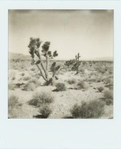 The California Desert